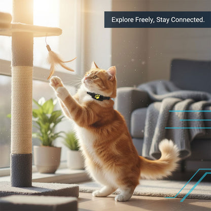 GPS Katzenhalsband - Suivi électronique - Satellitentechnologie