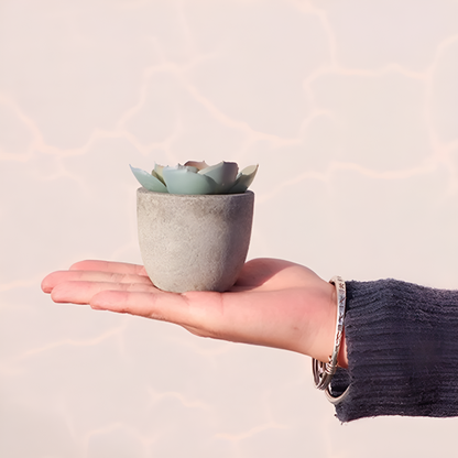 Plante succulente artificielle réaliste pour la décoration de la maison et du bureau